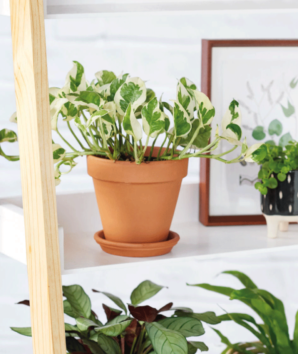 Planta de Potho (Epipremnum aureum)