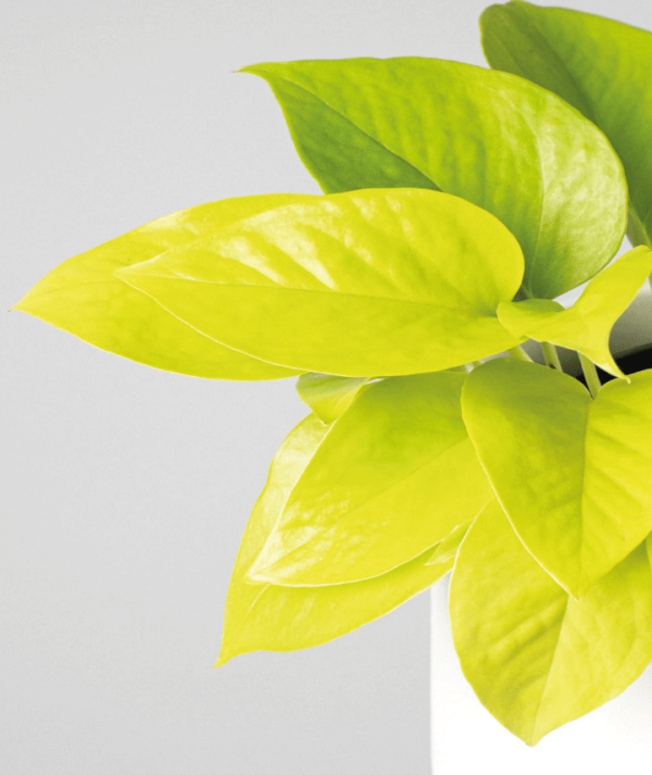 Pothos Neon para ilustrar el cuidado de las puntas de las hojas