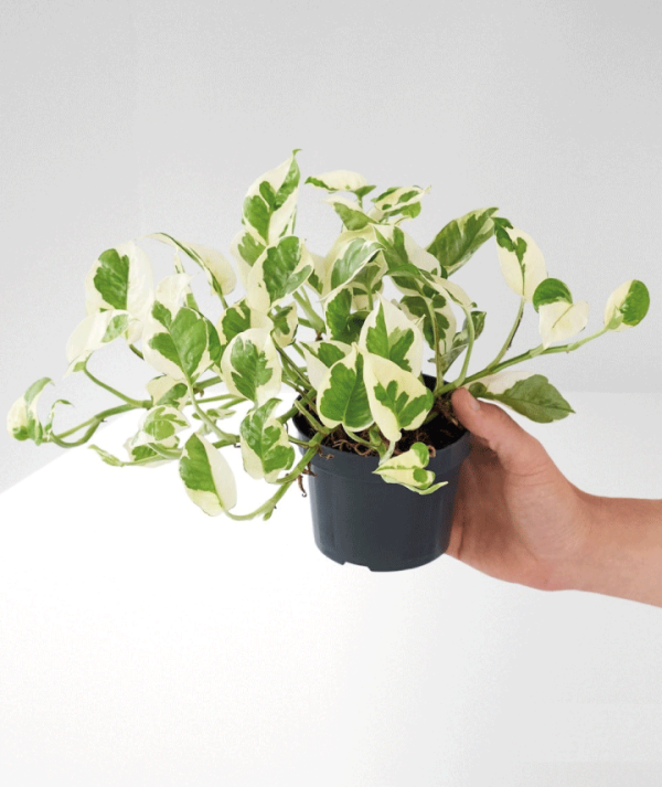 Pothos de porte colgante para decorar interiores