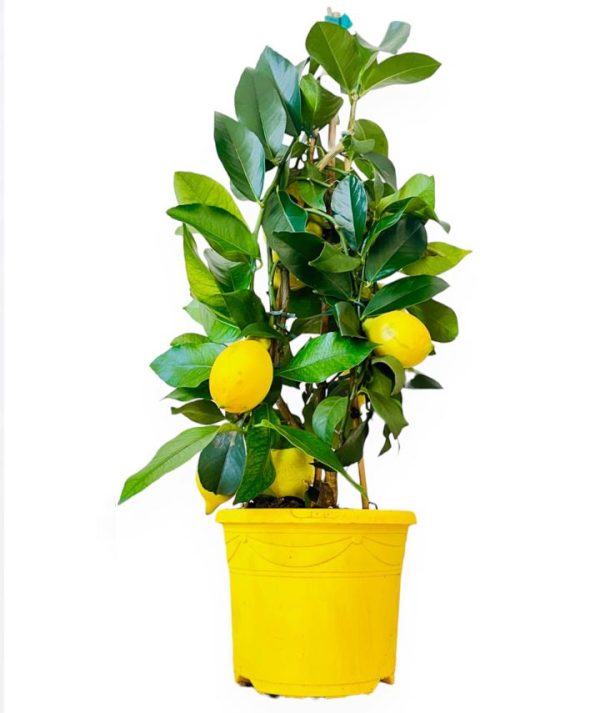 Limonero Lunero