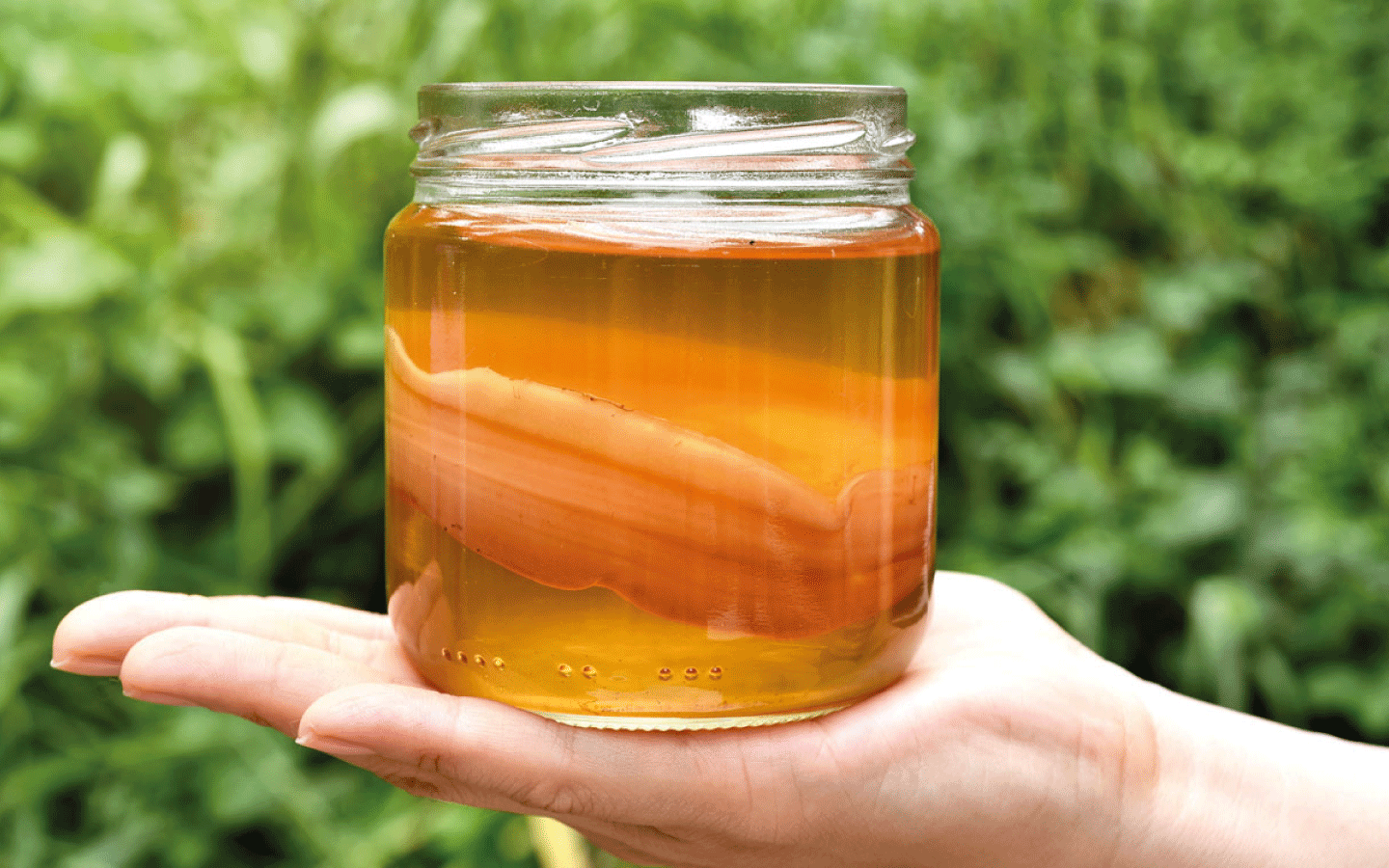 Kombucha