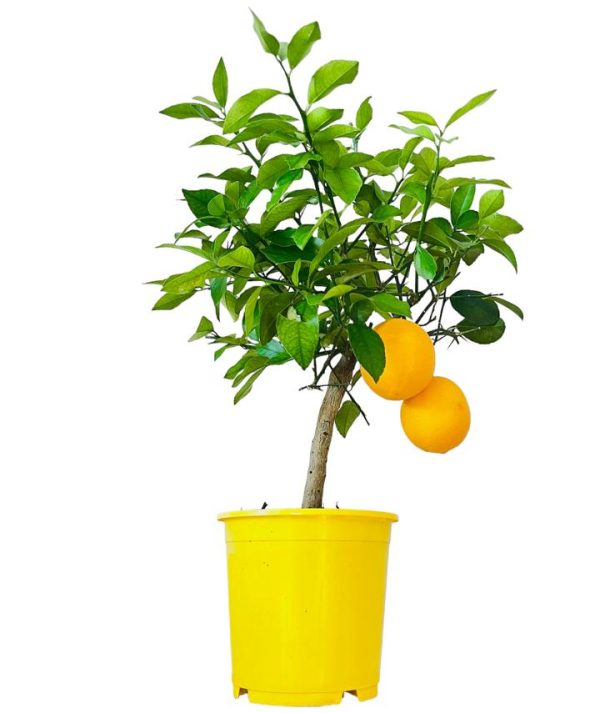 Limonero dulce
