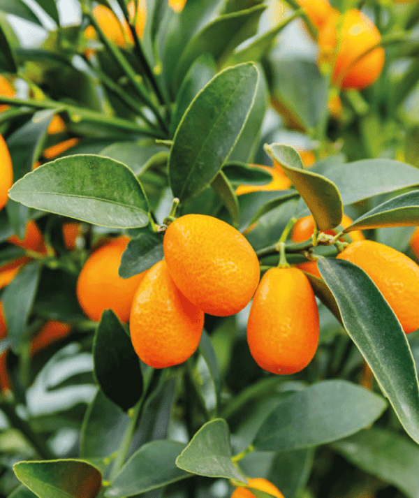 Kumquat