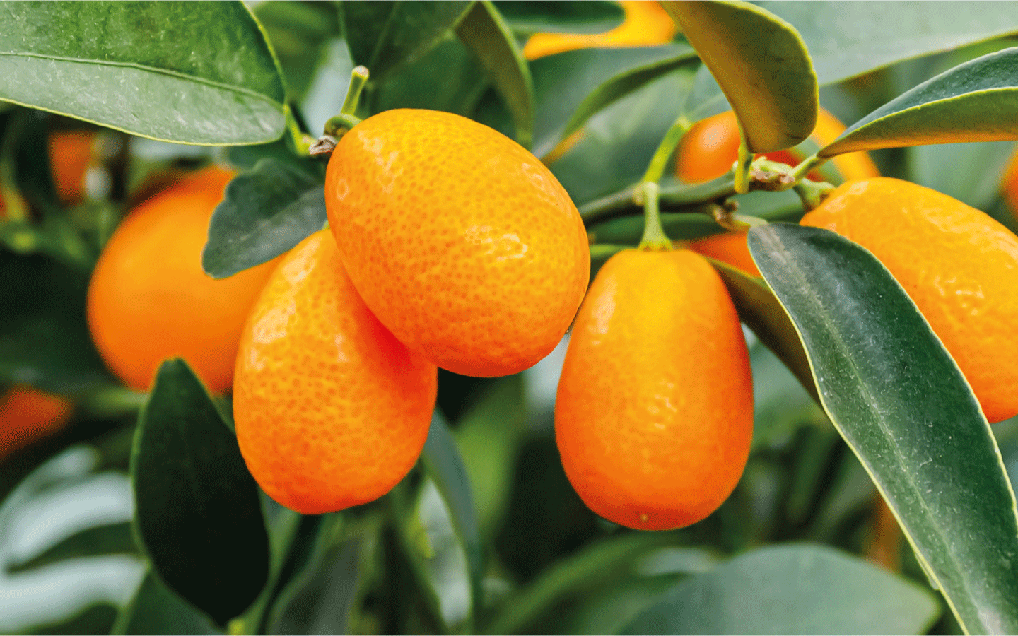 Kumquat beneficios