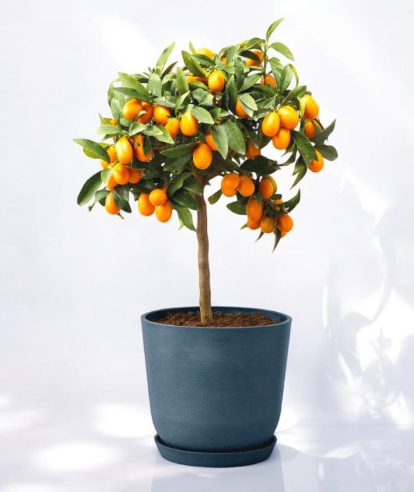 Kumquat