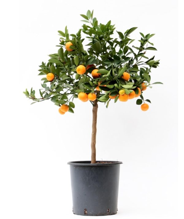 Calamondín