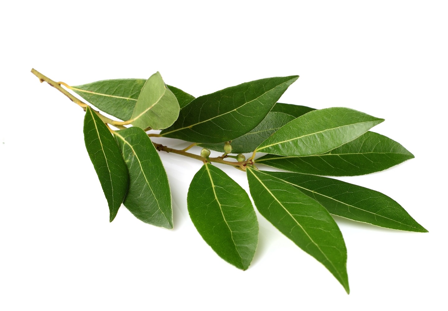 Laurel