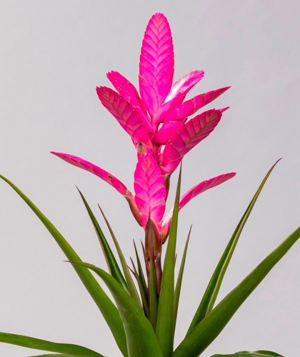 Bromelia