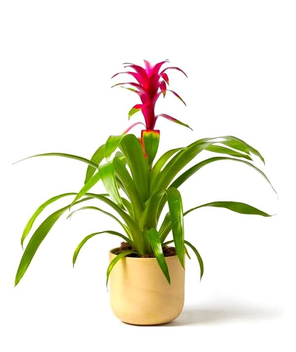 Bromelia