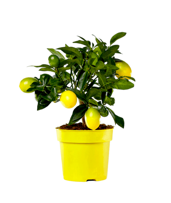 Limequat Plantfy