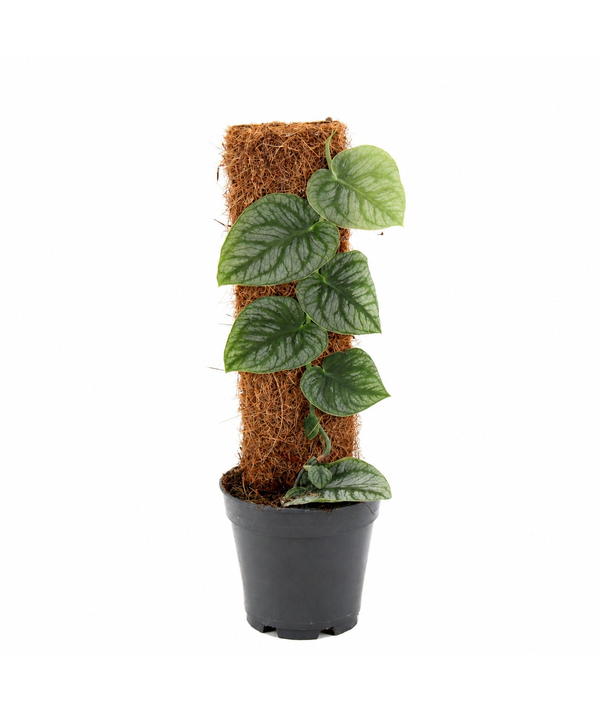 Monstera trepadora con crecimiento vertical