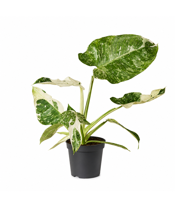 HAR_JPFZ00-philodendron-jose-buono-1.png 600×713