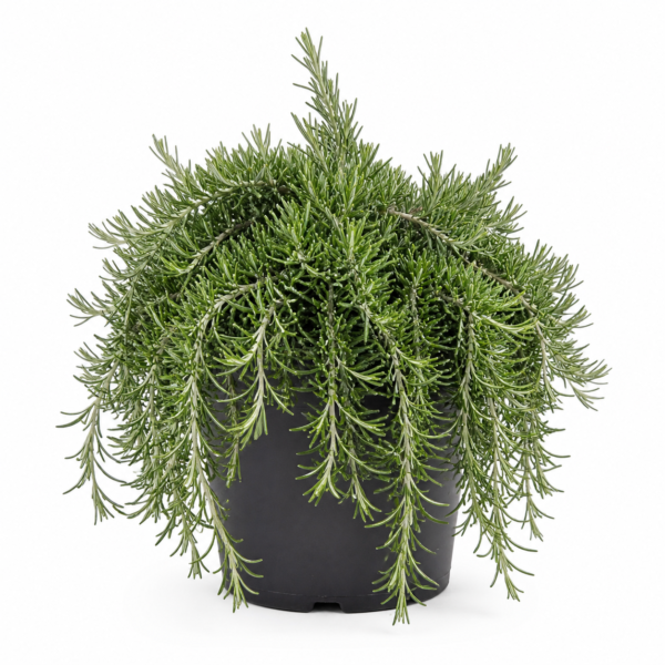 Romero rastrero para jardineras y taludes